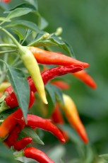 chili peppers