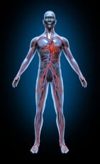 Human Blood Circulation