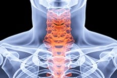 neck