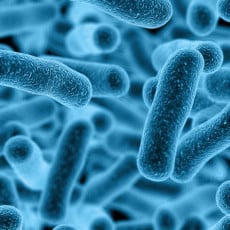 3d Germs