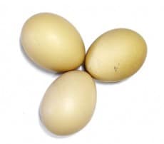 photodune-894883-three-egg-in-isolated-xs-230x202
